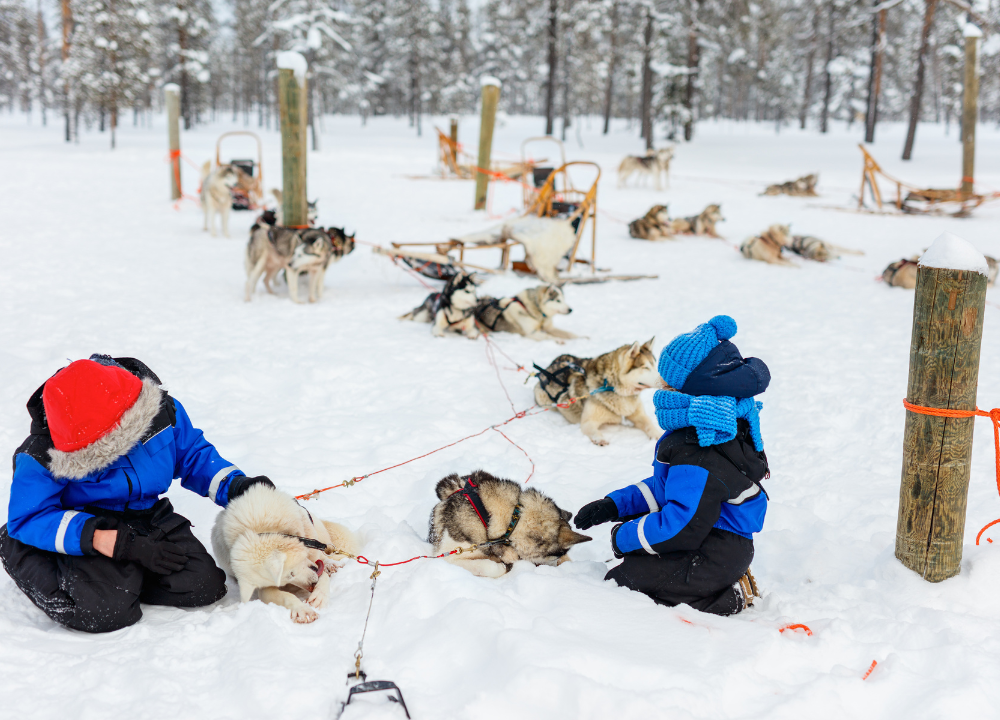 Kids and Huskies: A Guide to the Ideal Canine Companion