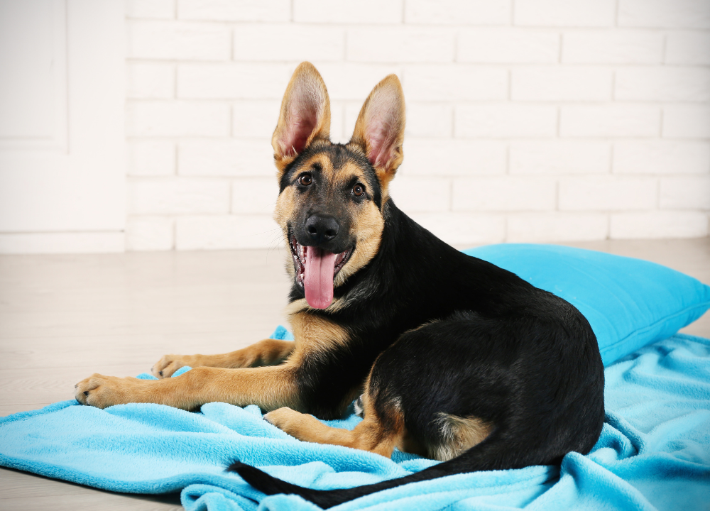 German Shepherds: Ideal Family Companions for Kids?
